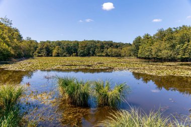 Langeais yakınlarındaki Loire Vadisi kırsalında romantik bir gölet.