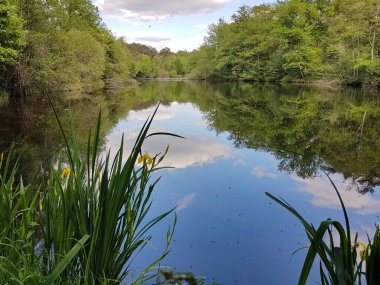 Ormanda sessiz bir gölet Loire Vadisi, Fransa