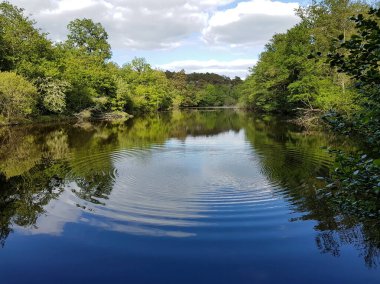 Ormanda sessiz bir gölet Loire Vadisi, Fransa