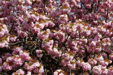 Parc de Sceaux 'da kiraz ağacı çiçek açtı - Ile de France - Paris bölgesi - Fransa