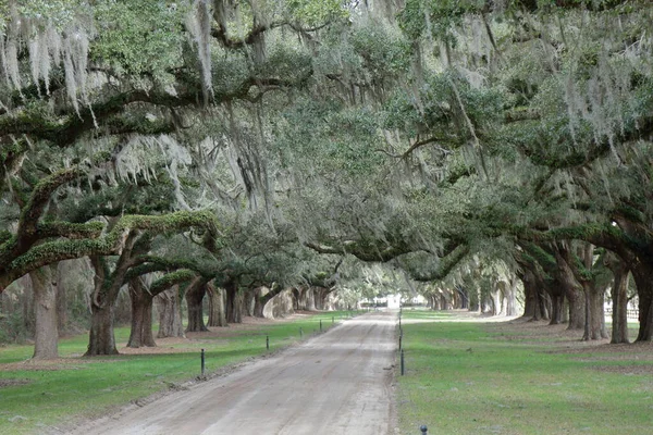 Oak Alley Boone Hall Plantation Charleston Estados Unidos —  Fotos de Stock