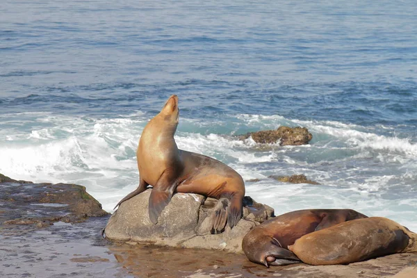 Sea Lions Jolla San Diego Estados Unidos —  Fotos de Stock