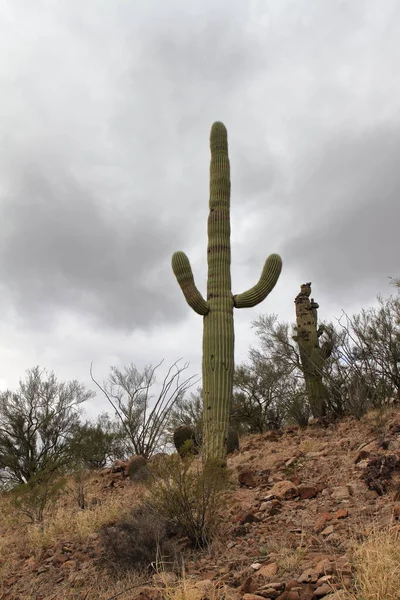 Saguaro Cactus Tucson Usa — Stock Photo, Image