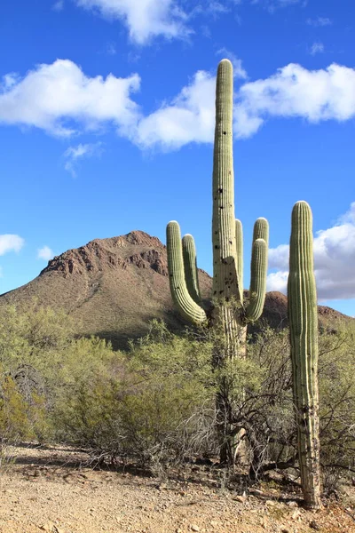 Kaktus Saguaro Nationalpark Tucson Usa — Stockfoto