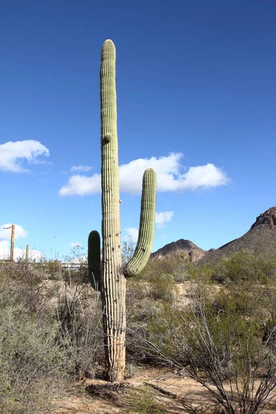 Cactus Saguaro National Park Tucson Usa — Stock Photo, Image