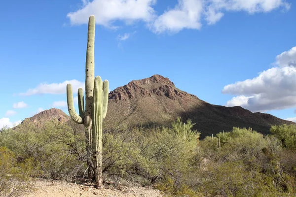 Kaktus Saguaro Nationalpark Tucson Usa — Stockfoto