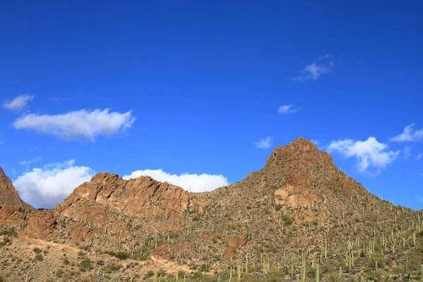 Kaktus Saguaro Nationalpark Tucson Usa — Stockfoto