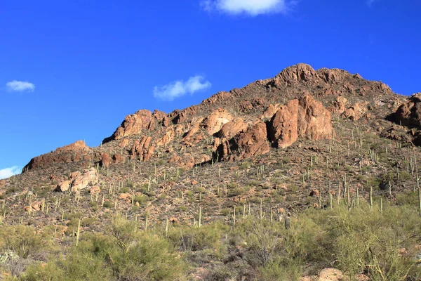 Kaktus Saguaro Nationalpark Tucson Usa — Stockfoto