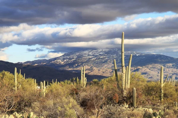 Kaktus Sabino Canyon Tucson Usa — Stockfoto
