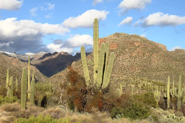 Cactus Sabino Canyon Tucson — 图库照片