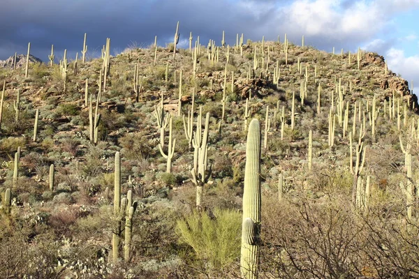 Kaktüs - Sabino Kanyonu - Tucson - ABD