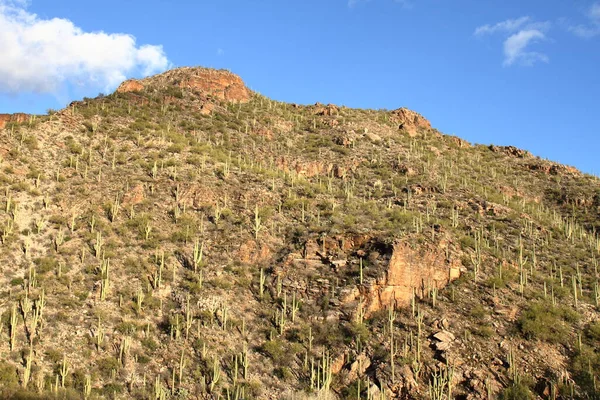 Sabino Canyon Tucson Usa — Stockfoto