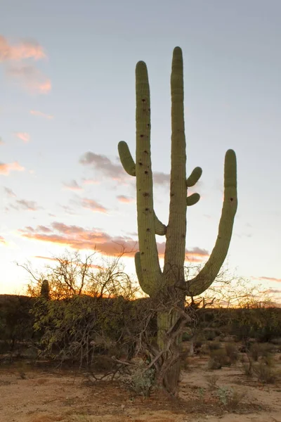 Cactus Sabino Canyon Tucson Usa — Stock Photo, Image