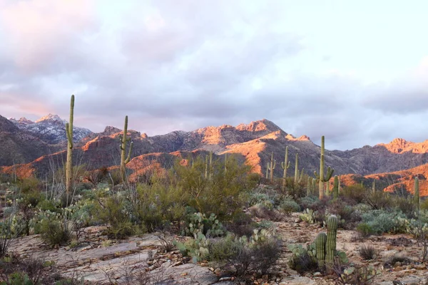 Sabino Canyon Tucson Usa — Stockfoto