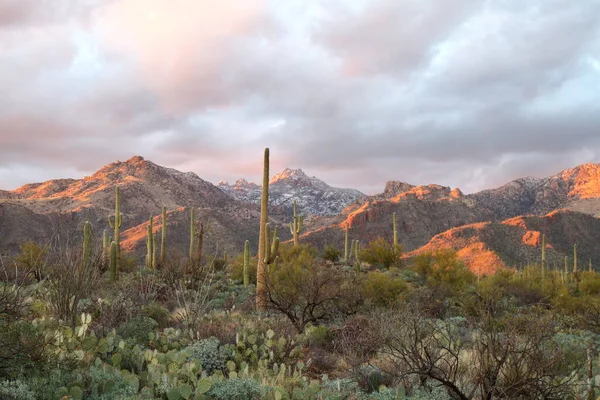 Sabino Canyon Tucson Usa — Stockfoto