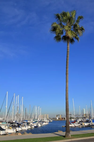Long Beach Marina Amerikai Egyesült Államok — Stock Fotó