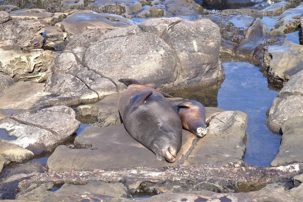 Sea Lions Jolla San Diego Usa — Stock Photo, Image