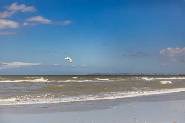 Villers Sur Mer Normandia França Gaivotas Praia — Fotografia de Stock