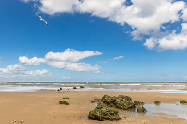 Villers Sur Mer Normandia França Gaivotas Praia — Fotografia de Stock