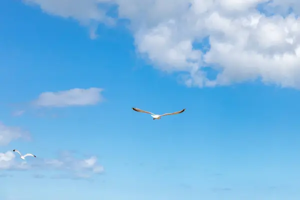 Villers Sur Mer Normandy France Seagulls Beach — Stock Photo, Image