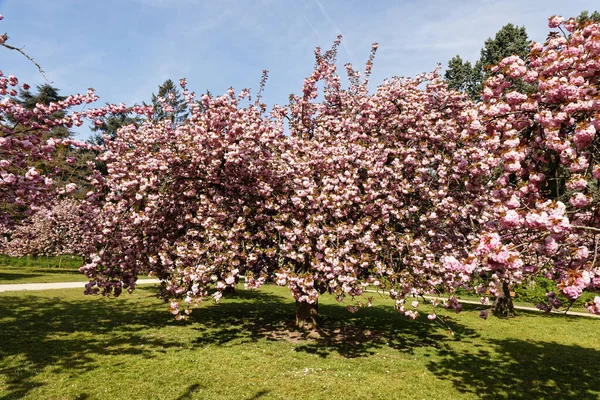 Parc de Sceaux 'da kiraz ağacı çiçek açtı - Ile de France - Paris bölgesi - Fransa