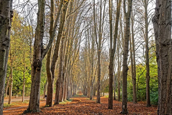 Деревья Parc Sceaux Франция — стоковое фото