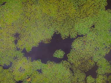 Fransa 'nın Loire Vadisi' ndeki zambak göletinin havadan görünüşü