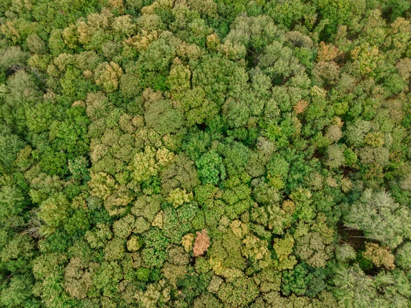 Touraine Loire Valley Franceのキャノピーの空中ビュー — ストック写真