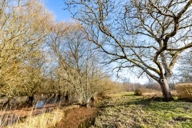 Langeais yakınlarındaki Loire Vadisi kırsalındaki orman, Fransa 'nın Langeais yakınlarındaki Loire Vadisi kırsalındaki FranceForest.