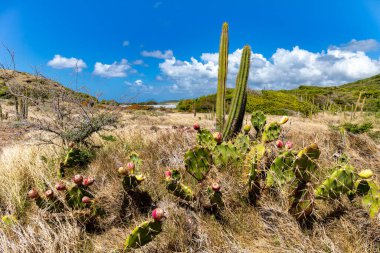 Cactus in the Petrification Savannah (La Savane des Petrifications), Sainte-Anne, Martinique, French Antilles