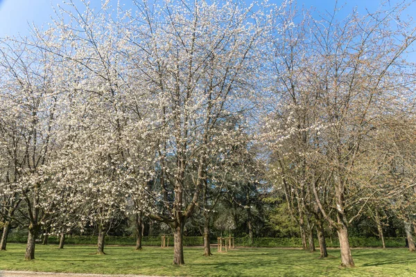 Prunus Tree Blossom Parc Sceaux Ile France Paris Region France — Foto Stock