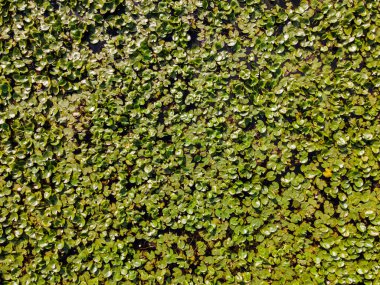 Fransa 'nın Loire Vadisi' ndeki zambak göletinin havadan görünüşü