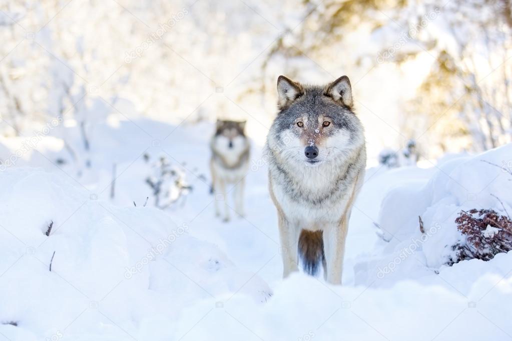 Two wolves in cold winter forest