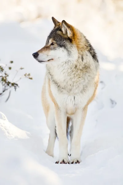 Прекрасный волк стоит в снегу — стоковое фото