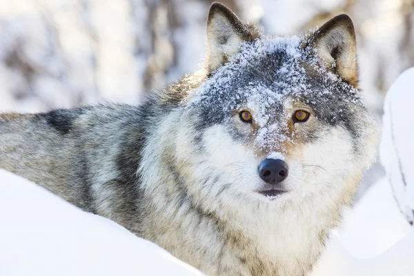 Волк ходит в красивом зимнем лесу — стоковое фото