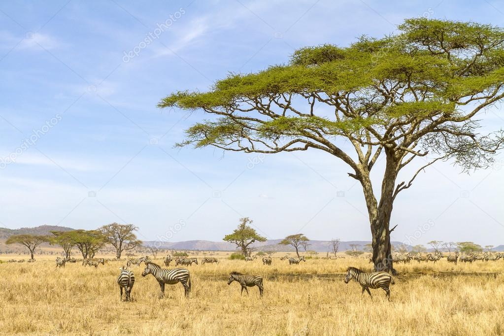 Zebras eats grass at the savannah in Africa