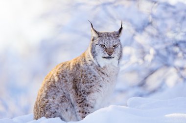 Kış günbatımı gurur lynx kedi Close-Up