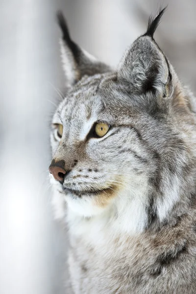 Close-up portret van een lynx in het winter forest — Stockfoto