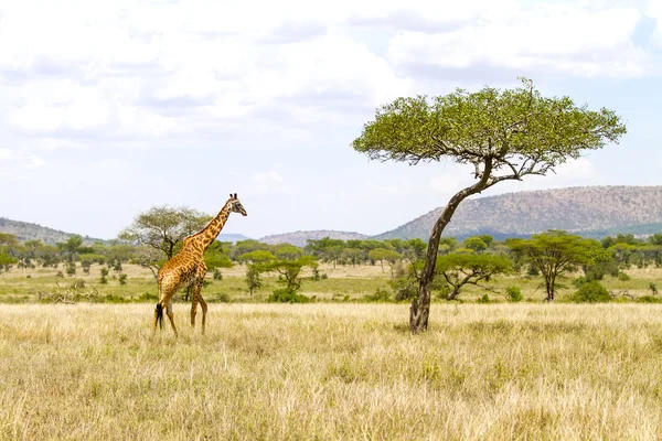 Velká žirafa chodí na pláně Afriky — Stock fotografie