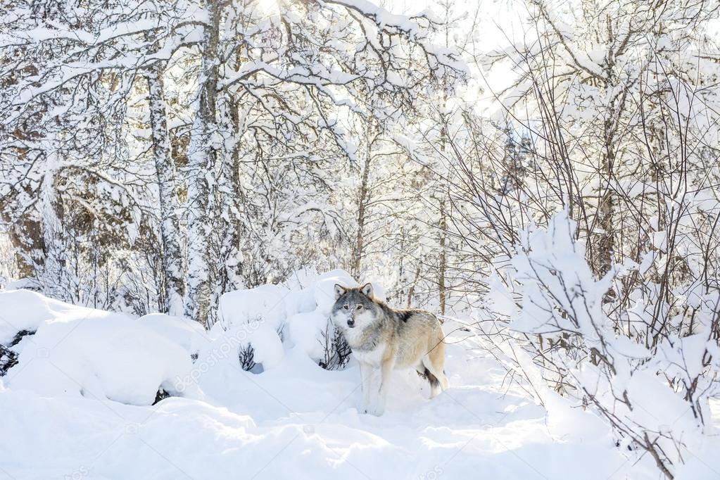 Wolf stands in the cold and beautiful winter forest