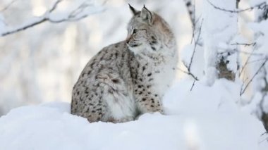 Soğuk kış ormanda genç lynx yavrusu