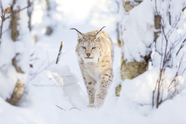 Lynx cat walks in the cold winter forest clipart