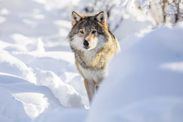 Wolf stands in beautiful white winter snow — Stock Photo, Image