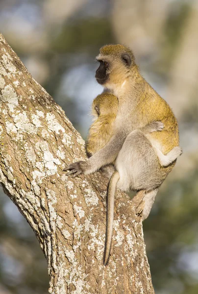 Vervet macaco mãe segurando seu bebê apertado — Fotografia de Stock