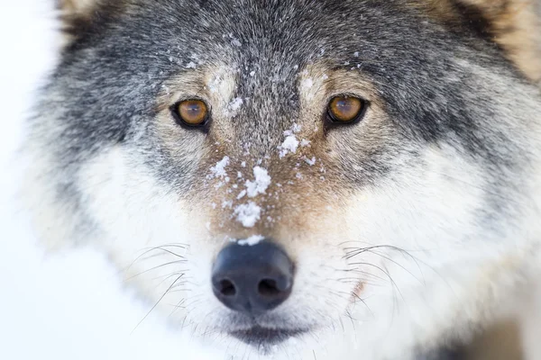 Close-up of a wolfs head in the winter — Stock Photo, Image