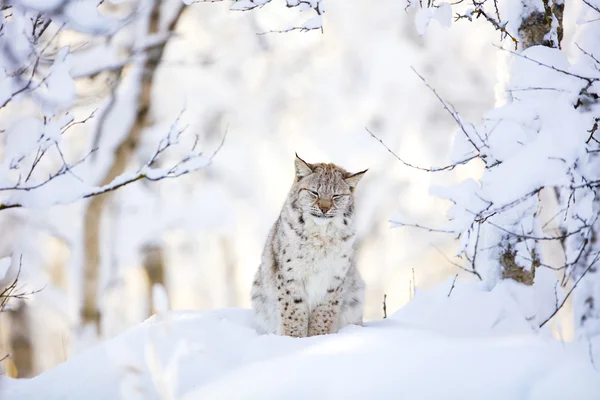 Schläfrig süßes Luchsjunges im kalten Winterwald — Stockfoto