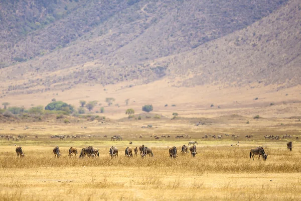 Stáda pakoně v ngorongoro — Stock fotografie