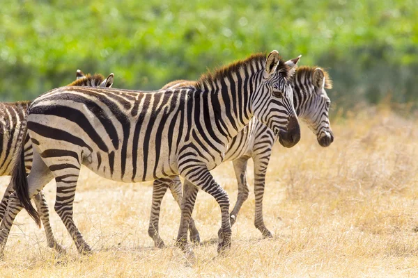 Hermosas cebras caminando por las vastas llanuras de África — Foto de Stock