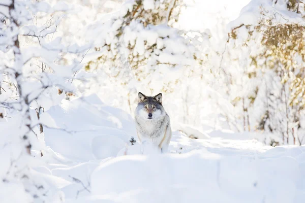 Wolf stojí v krásném zimním lese — Stock fotografie