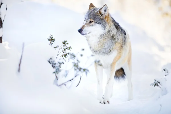 Wolf áll a gyönyörű téli erdő — Stock Fotó